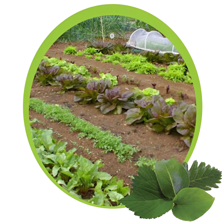  Maraîchers Riom-ès-Montagnes